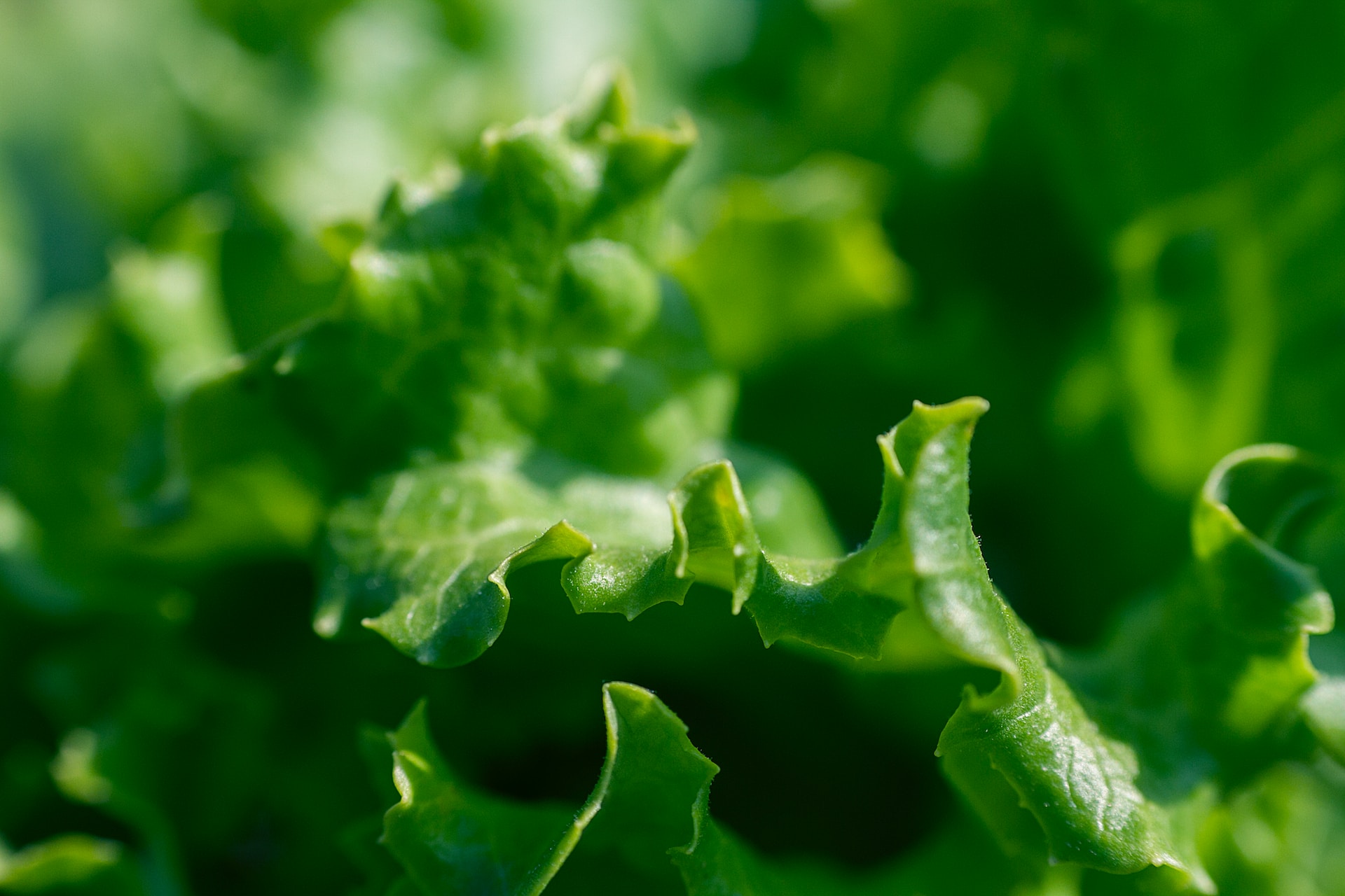 De 10 Bedste Salatslynger: Se vores anmeldelser her